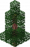 Gym Dragon Tree C.png