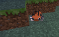 Ledyba close up.png